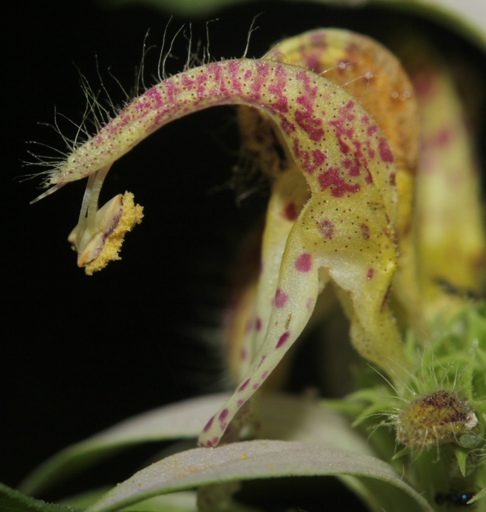 Monarda punctata var. arkansana