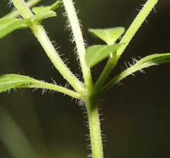 Monarda punctata arkansana