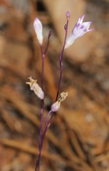 Apteria aphylla