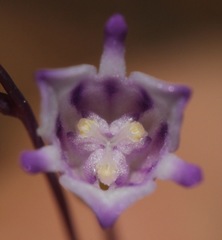 Apteria aphylla