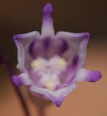 Apteria aphylla