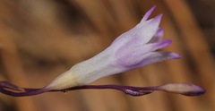 Apteria aphylla