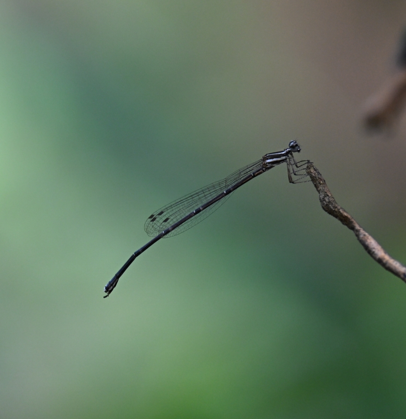Orange-Striped Threadtail