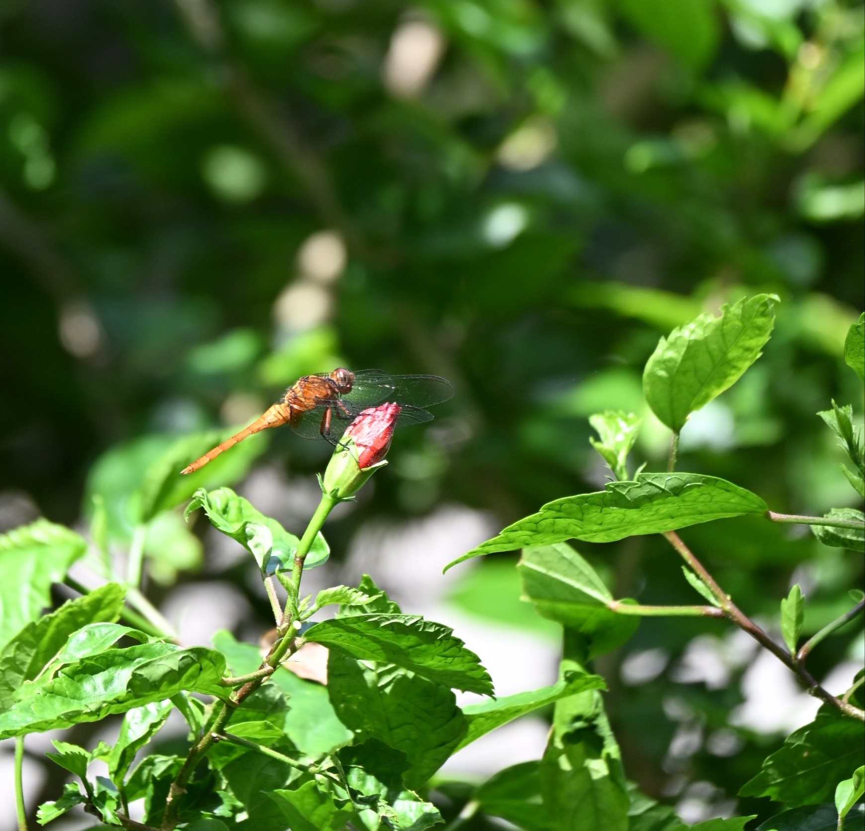 Spine-Tufted Skimmer