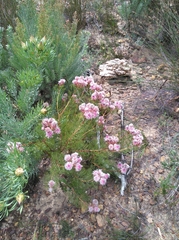 Serruria rosea