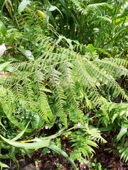 Microlepia