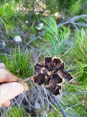 Pinus remota