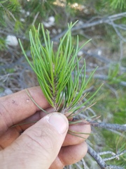 Pinus remota