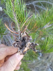 Pinus remota