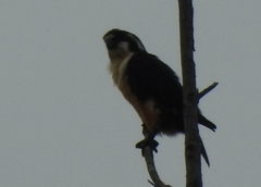 Microhierax fringillarius