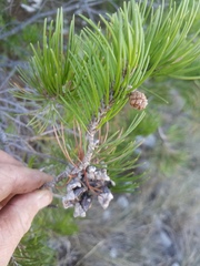 Pinus remota