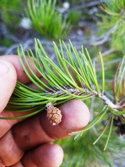 Pinus remota