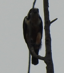 Microhierax fringillarius