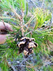 Pinus remota