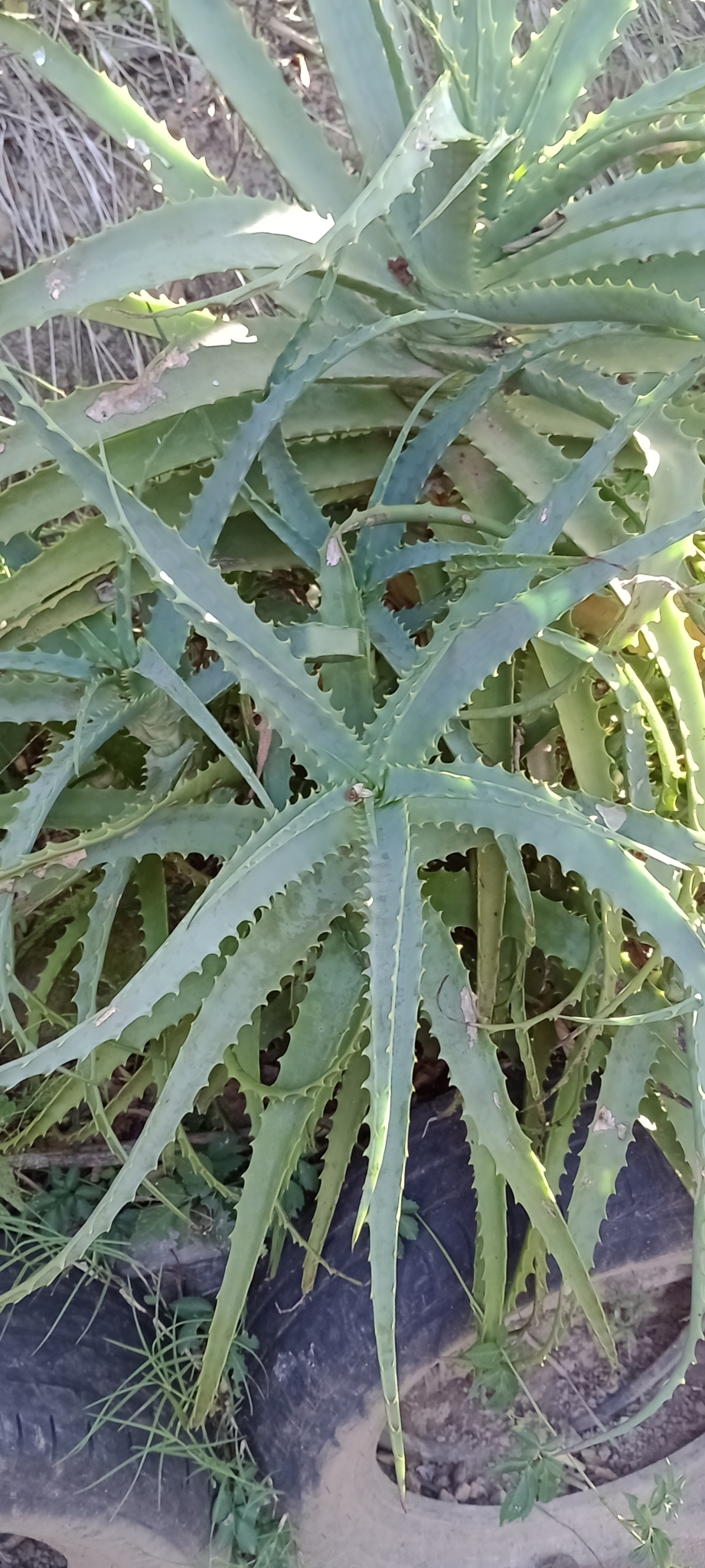 Aloe arborescens