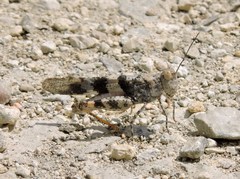 Trimerotropis saxatilis