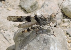 Trimerotropis saxatilis