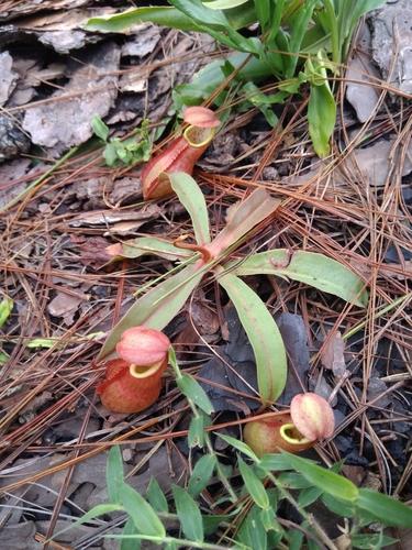 Nepenthes smilesii Hemsl.