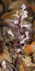 Apteria aphylla