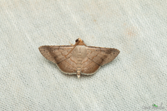 Lepidoptera