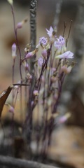 Apteria aphylla