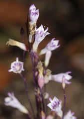 Apteria aphylla