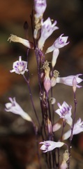 Apteria aphylla