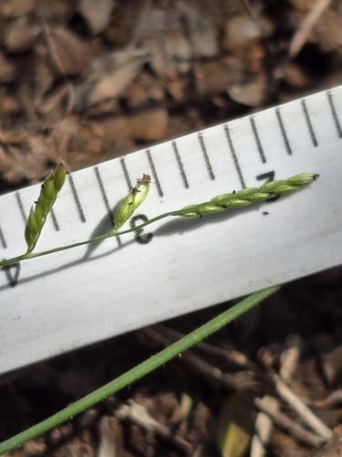 Moorochloa eruciformis iNat (3)