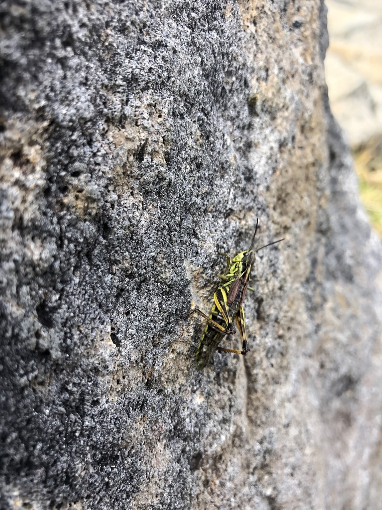 Chorthippus kiyosawai
