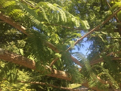 Metasequoia glyptostroboides