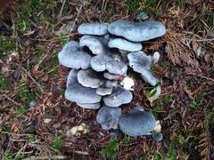 Albatrellaceae
