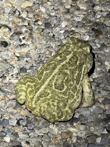 Great Plains Toad