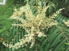 Rhus hypoleuca