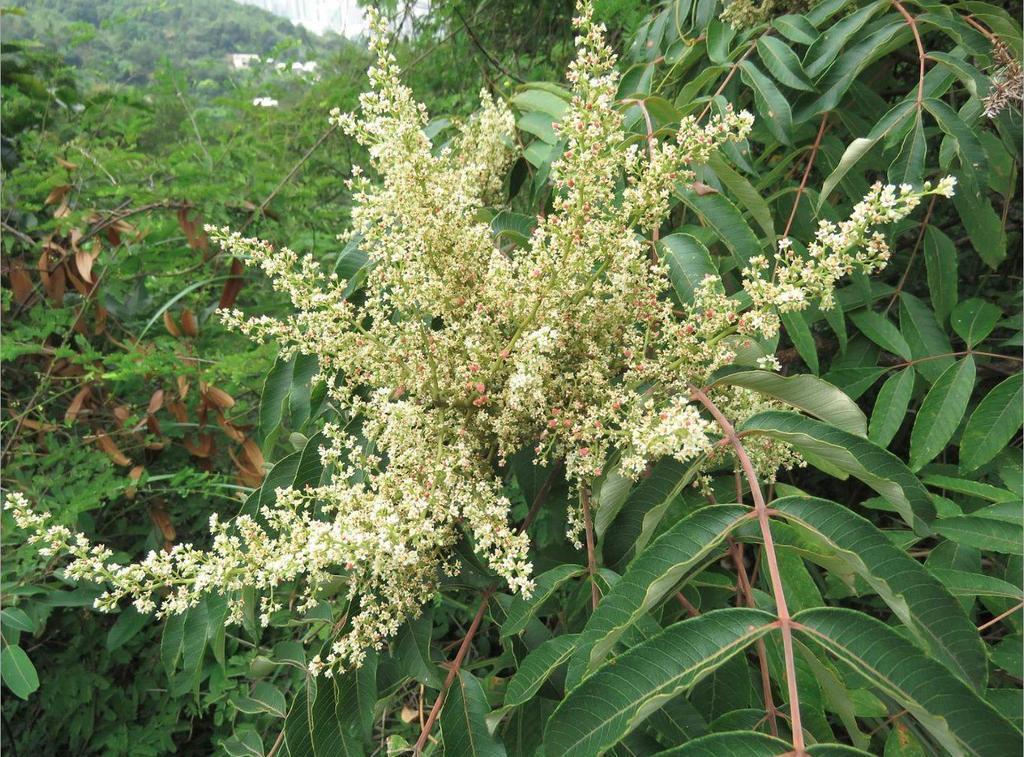 Rhus hypoleuca