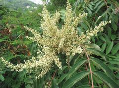 Rhus hypoleuca
