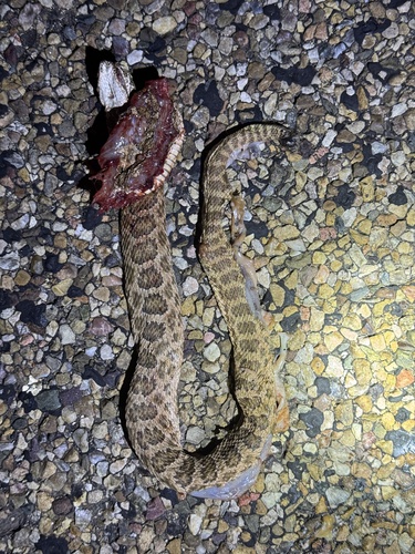 Prairie Rattlesnake
