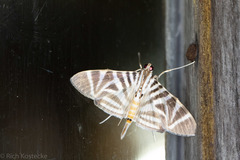Spilomela perspicata