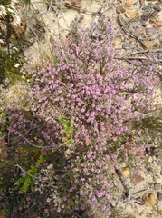 Erica eriocephala