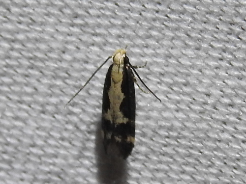 Chionodes dentella photo 3
