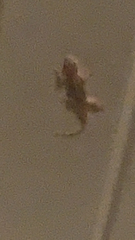 Hemidactylus turcicus