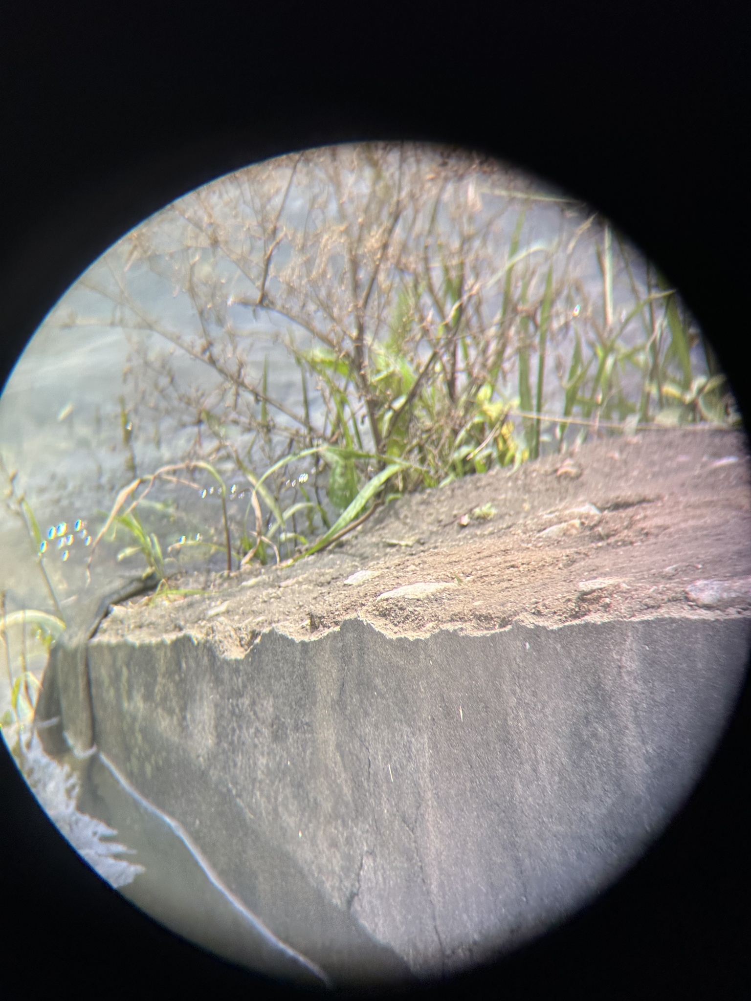 Crimson Marsh Glider