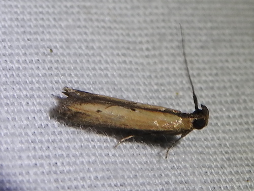 Lesser Cornstalk Borer Moth photo 3