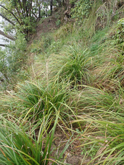 Carex ventosa