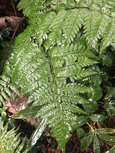 Arachniodes mutica iNat (1)