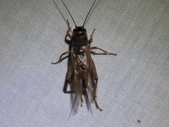 Gryllus assimilis