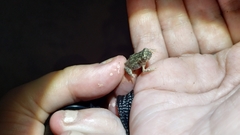 Rhinella marina