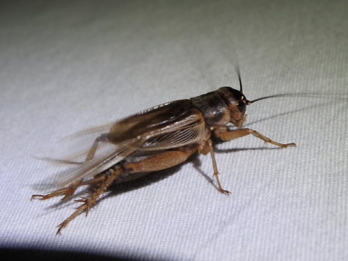 Jamaican Field Cricket photo 2