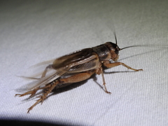 Gryllus assimilis