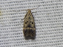 Neodactylota