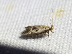 Neodactylota
